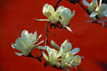 聆听有声有色的春之歌 北京四月赏花全攻略