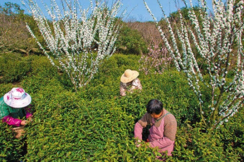 偷得浮生半日闲 太湖赏玉问茶的消遣日子