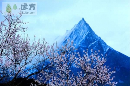 林芝南迦巴瓦的雪 出走西藏林芝桃花