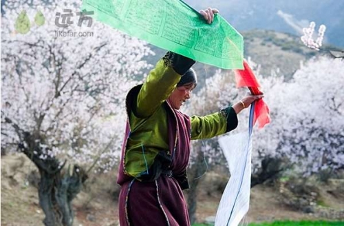 林芝南迦巴瓦的雪 出走西藏林芝桃花