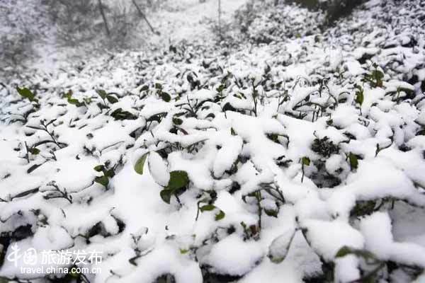 峨嵋雪芽是什么茶峨嵋雪芽是绿茶吗