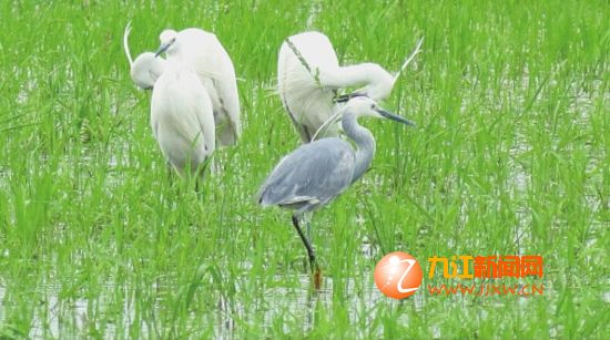 鄱阳湖首现变异小白鹭