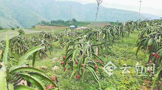 云南玉溪元江县曼来镇红心火龙果上市_国家旅