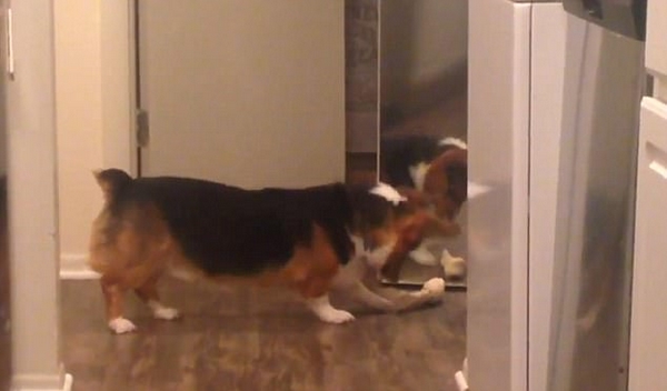 美柯基犬与另一个自己玩耍 场面欢乐逗乐网友