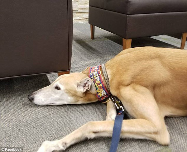 美治疗犬图书馆苦等儿童朗读者 “忧郁照”走红