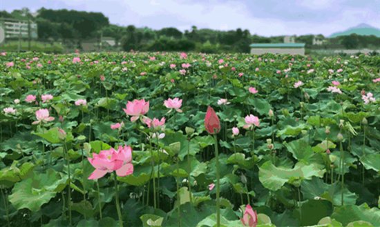 六月永泰 夏日荷花别样红1 六月永泰夏日荷花别样红