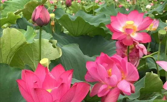 六月永泰 夏日荷花别样红2 六月永泰夏日荷花别样红