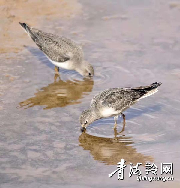 青海:生态好珍禽异兽频现身_最新林业信息