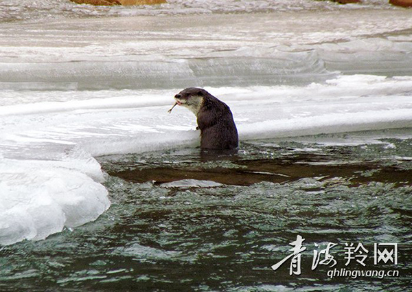 青海:生态好珍禽异兽频现身_最新林业信息