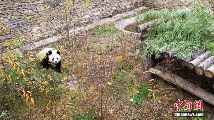首对“海归”大熊猫双胞胎回到中国大熊猫保护研究中心_最新林业信息