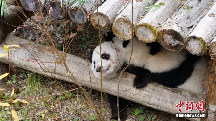 首对“海归”大熊猫双胞胎回到中国大熊猫保护研究中心_最新林业信息