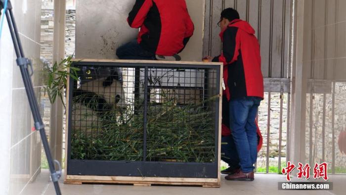 首对“海归”大熊猫双胞胎回到中国大熊猫保护研究中心_最新林业信息
