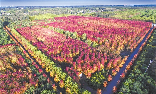山东任城发展“美丽经济” 从卖苗木到卖风景_最新林业信息
