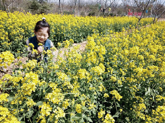 图片1.png 2019“古中国·大运城”油菜花节开幕