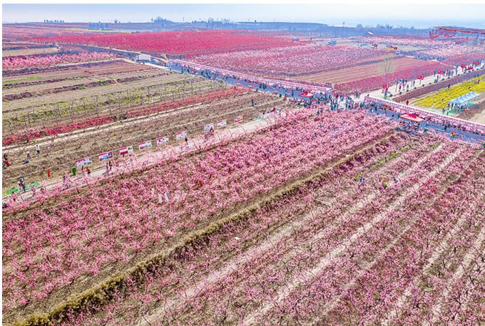 万11.JPG 2019“古中国·大运城”美丽乡村百花节华彩启幕