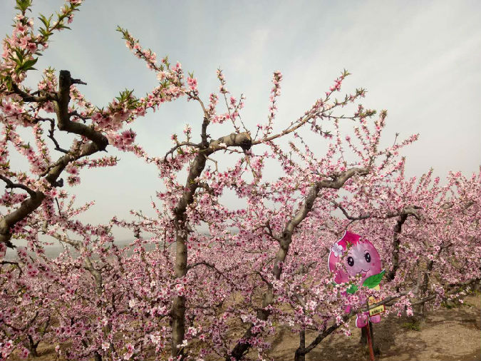 微信图片_20190327154048.jpg 2019“古中国·大运城”美丽乡村百花节华彩启幕