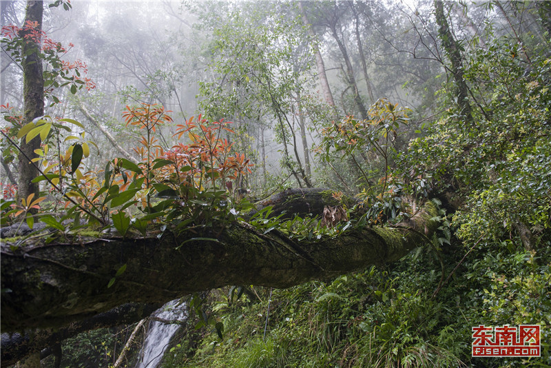 龙岩:穿越千年红豆杉古树群 领略原始森林谧境