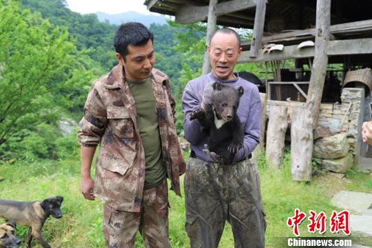 甘肃自然保护区生态趋好 黑熊幼崽误入茶地被救助_最新林业信息
