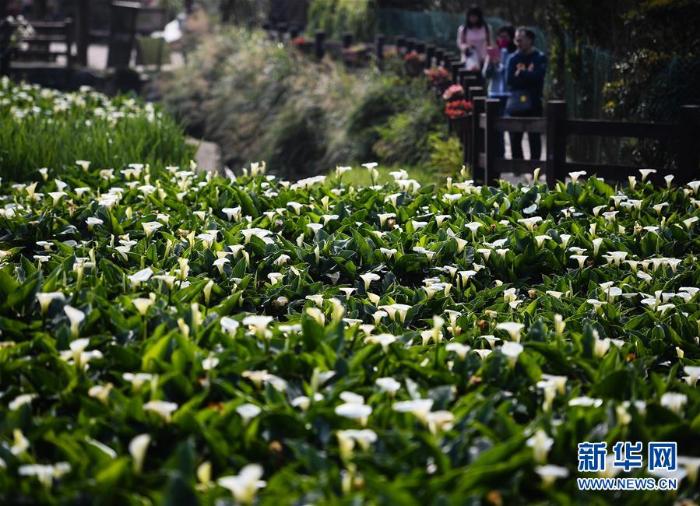 生态中国·山清水秀瞰宝岛_最新林业信息