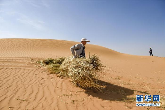 宁夏中卫:草方格扎出的沙漠绿意_最新林业信息