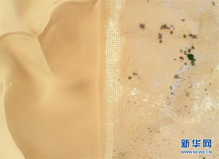 宁夏中卫:草方格扎出的沙漠绿意_最新林业信息