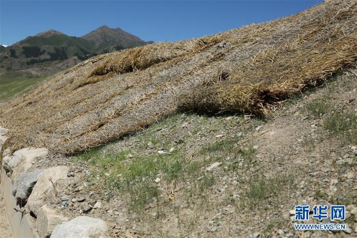 新疆赛里木湖:水清草绿回归“高颜值”_最新林业信息