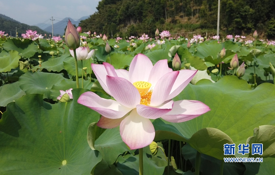 福建政和:荷花节展示孝廉文化