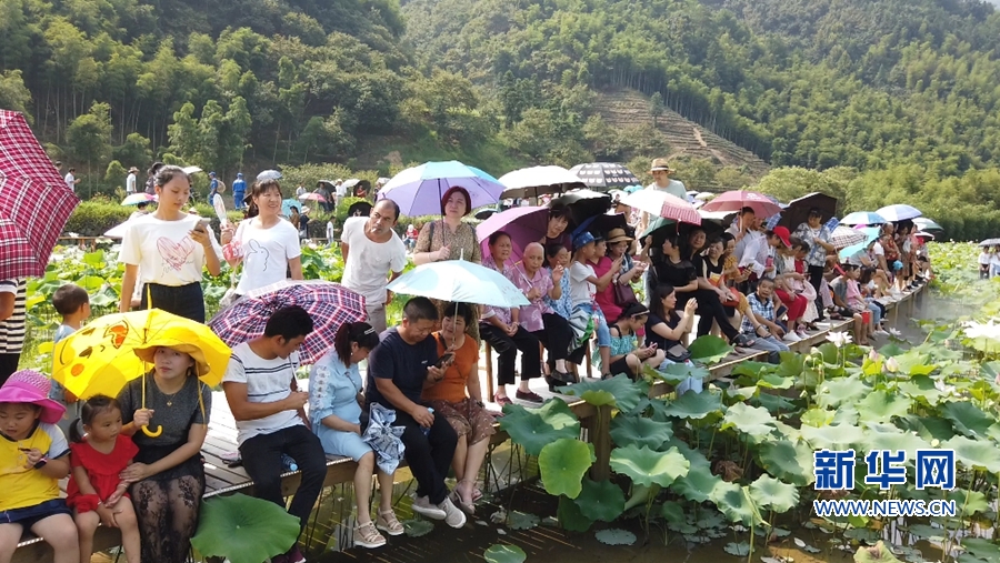 福建政和:荷花节展示孝廉文化