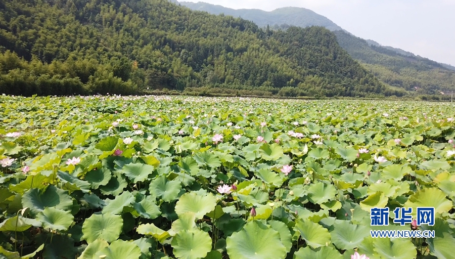 福建政和:荷花节展示孝廉文化