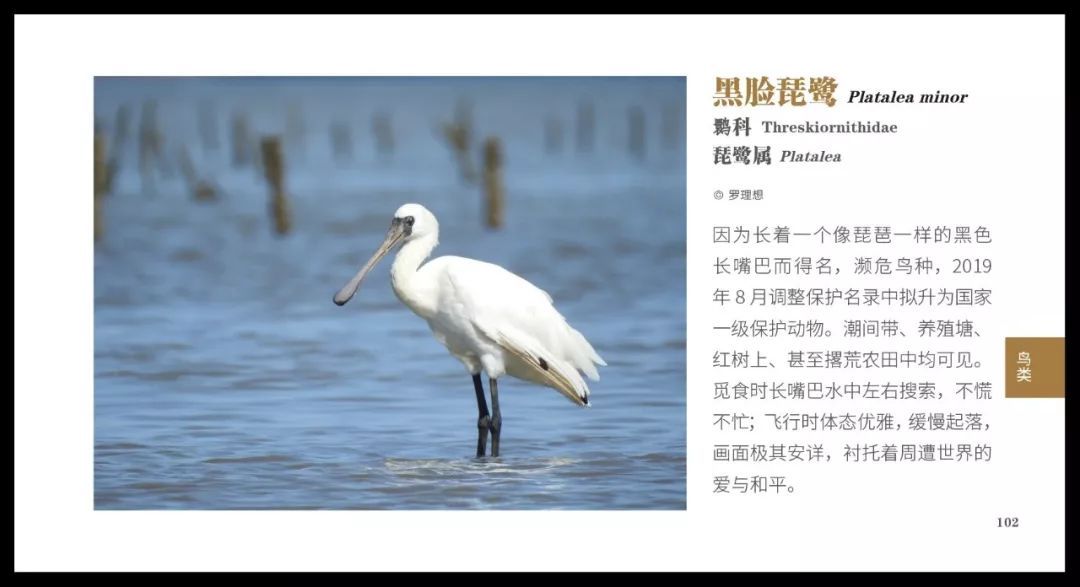 可能是最实用的辨识手册问世了