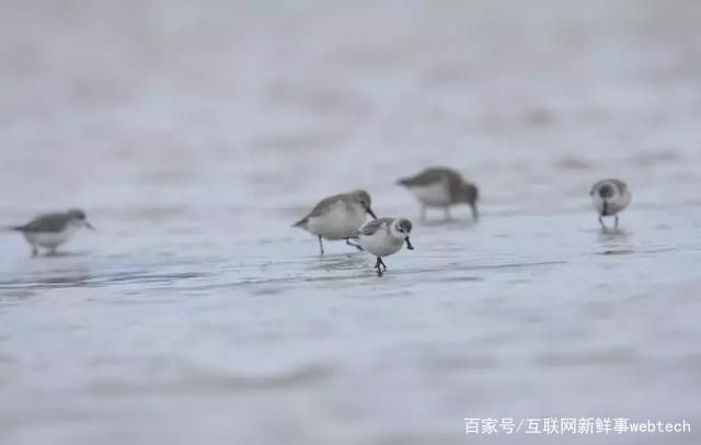 每少一块儿湿地,可能就有一种鸟儿消失