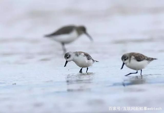 每少一块儿湿地,可能就有一种鸟儿消失