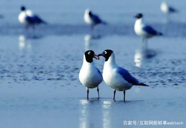 每少一块儿湿地,可能就有一种鸟儿消失