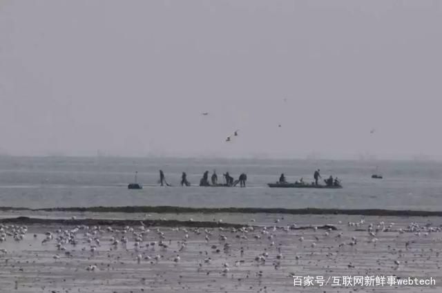 每少一块儿湿地,可能就有一种鸟儿消失