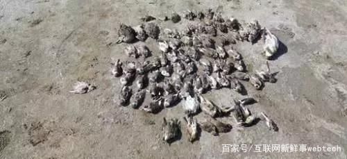 每少一块儿湿地,可能就有一种鸟儿消失