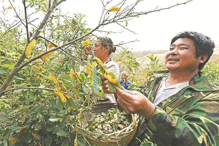 安徽滁州:“三树一苗”,绿了荒山富了民_最新信息