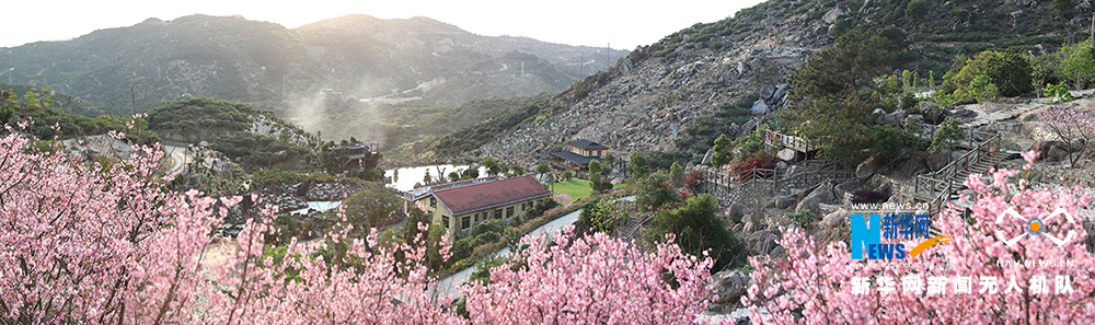 福建漳州港:“阿里山樱花”烂漫俏枝头