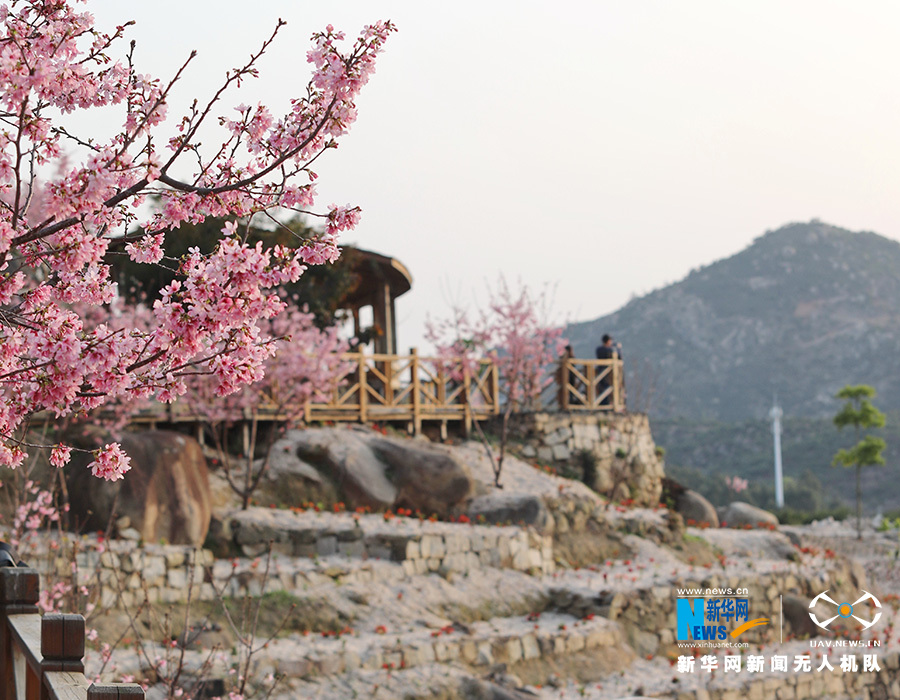 福建漳州港:“阿里山樱花”烂漫俏枝头