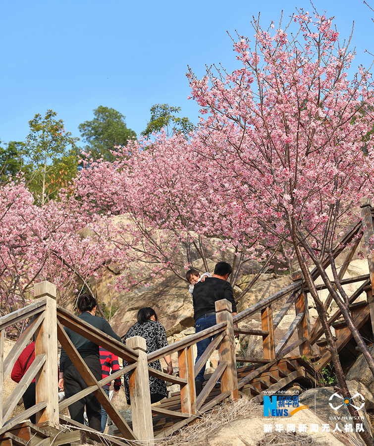 福建漳州港:“阿里山樱花”烂漫俏枝头