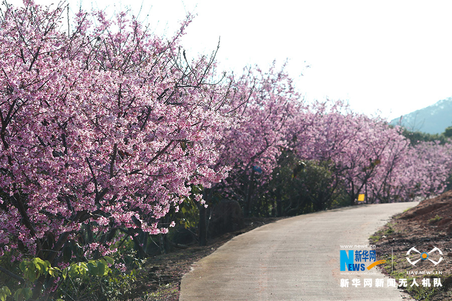 福建漳州港:“阿里山樱花”烂漫俏枝头