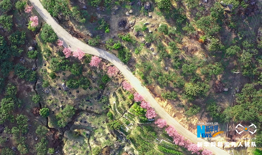 福建漳州港:“阿里山樱花”烂漫俏枝头