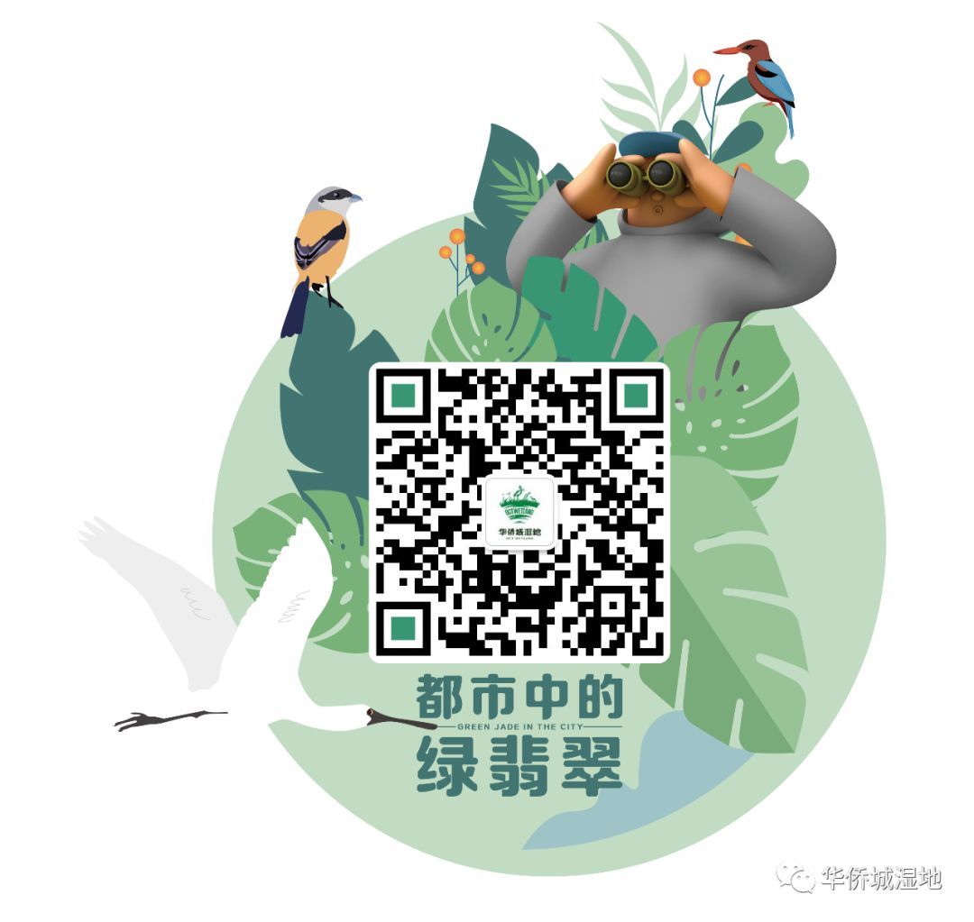爱鸟周 | 君子爱鸟 护之有道