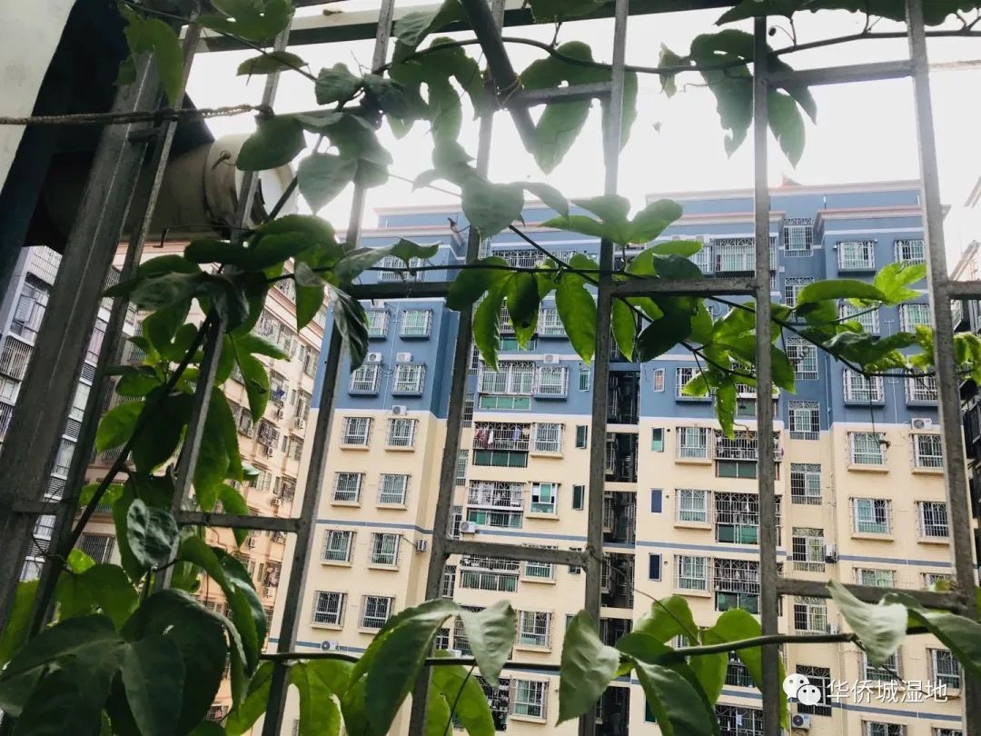 身边的自然 | 关心每一棵树、每一朵云