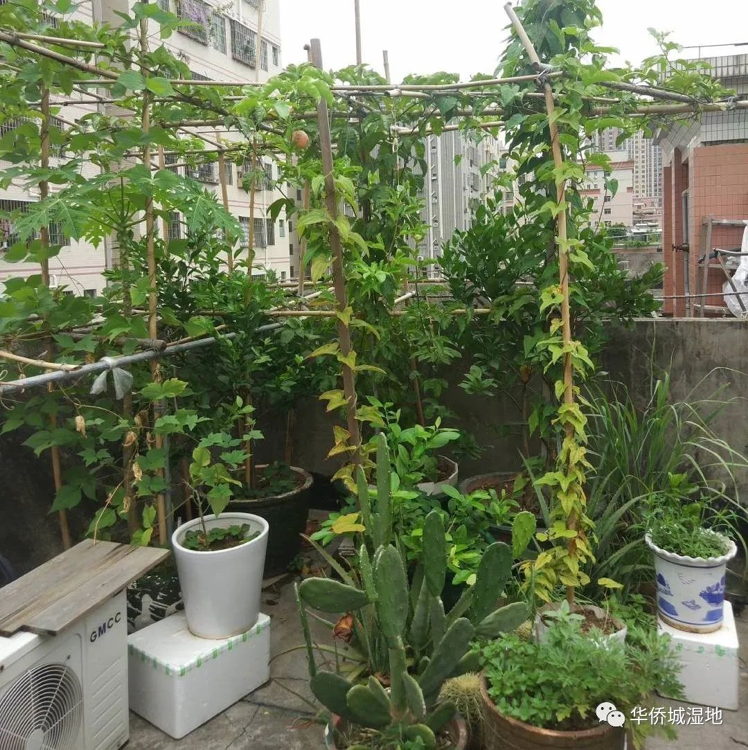 身边的自然 | 关心每一棵树、每一朵云