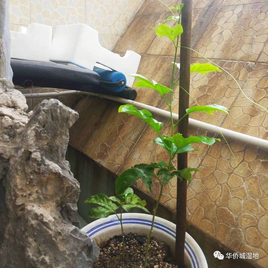 身边的自然 | 关心每一棵树、每一朵云