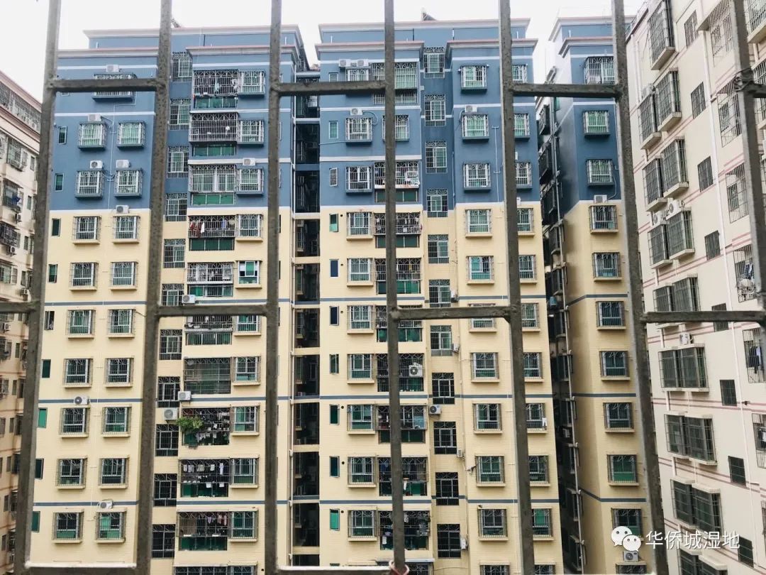 身边的自然 | 关心每一棵树、每一朵云