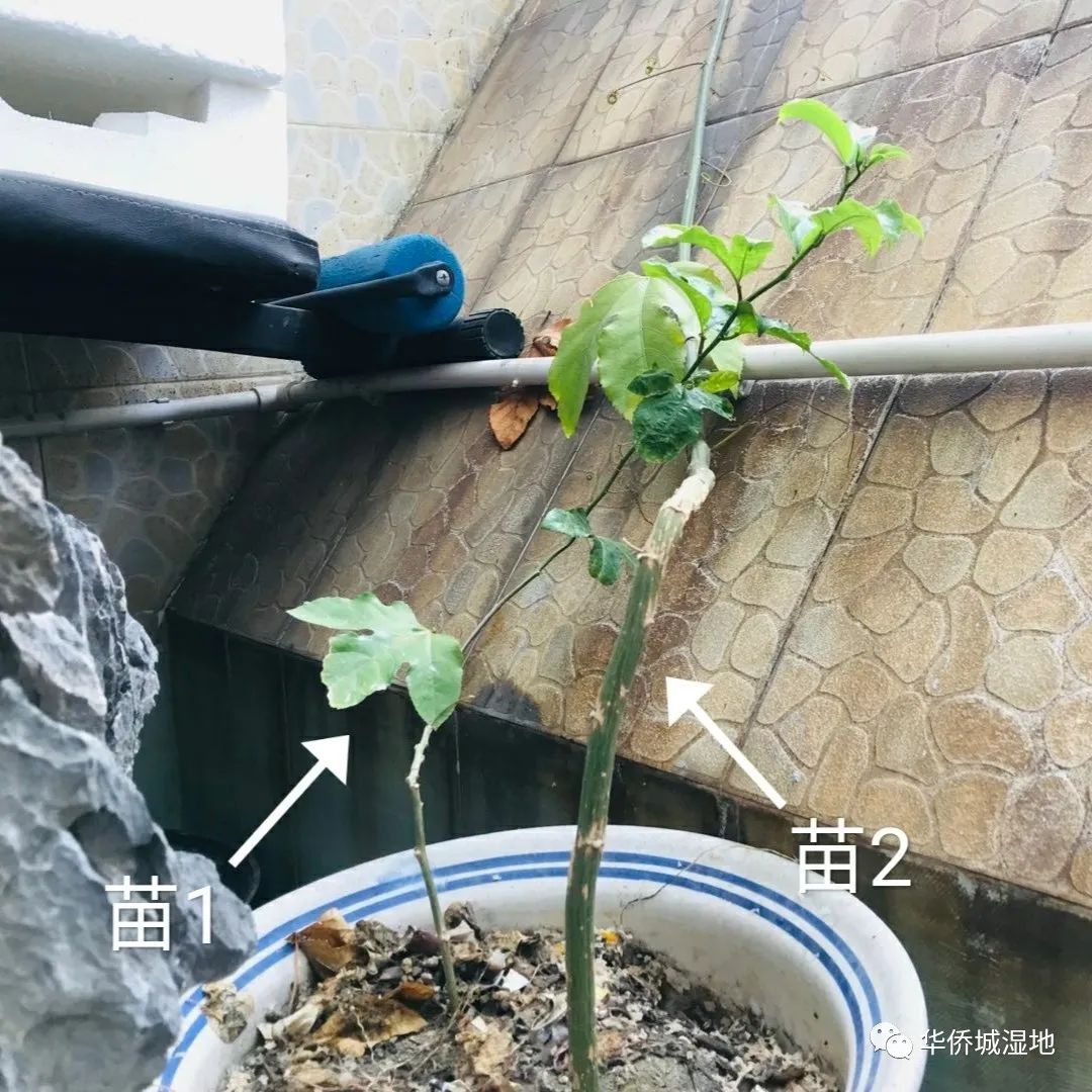 身边的自然 | 关心每一棵树、每一朵云
