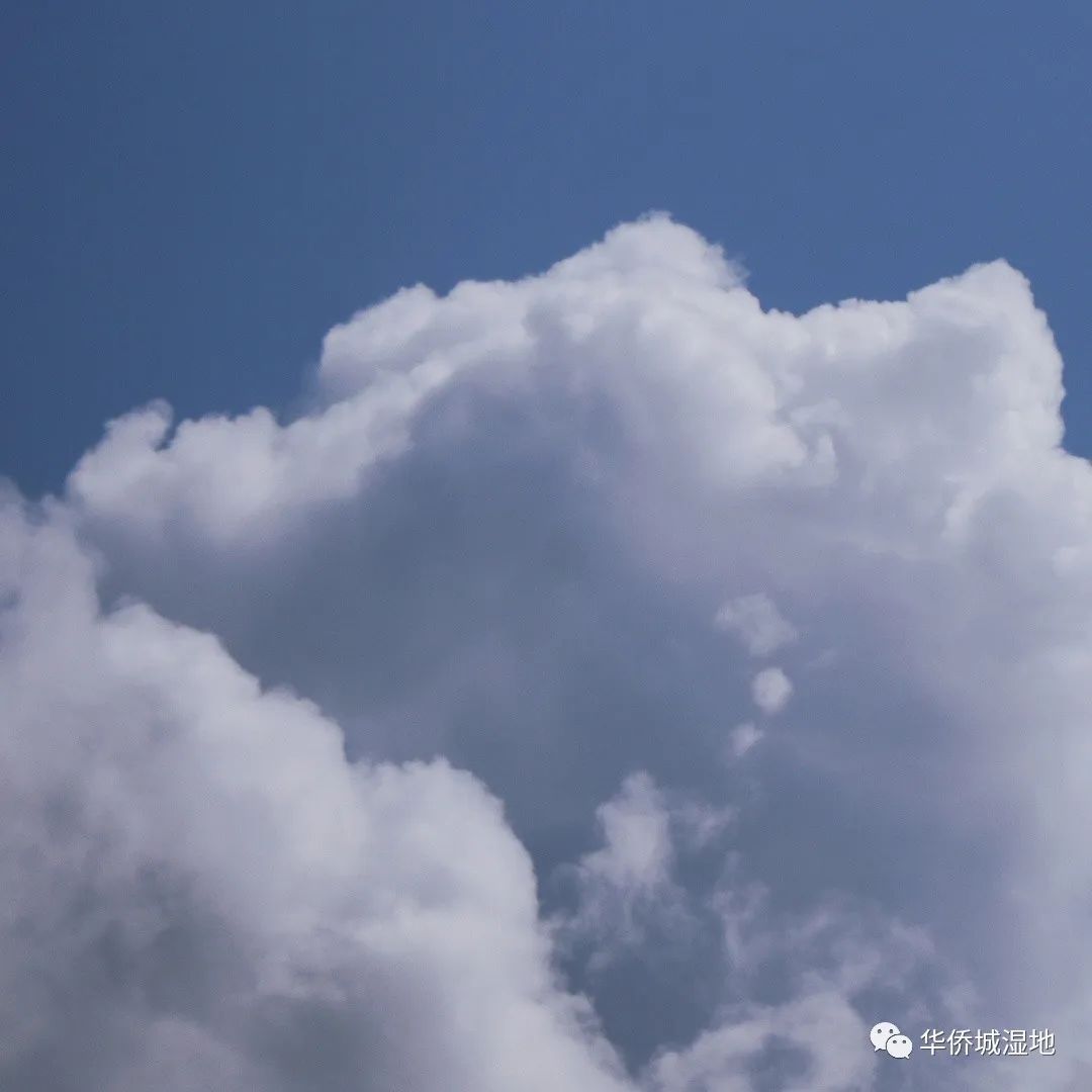 身边的自然 | 关心每一棵树、每一朵云
