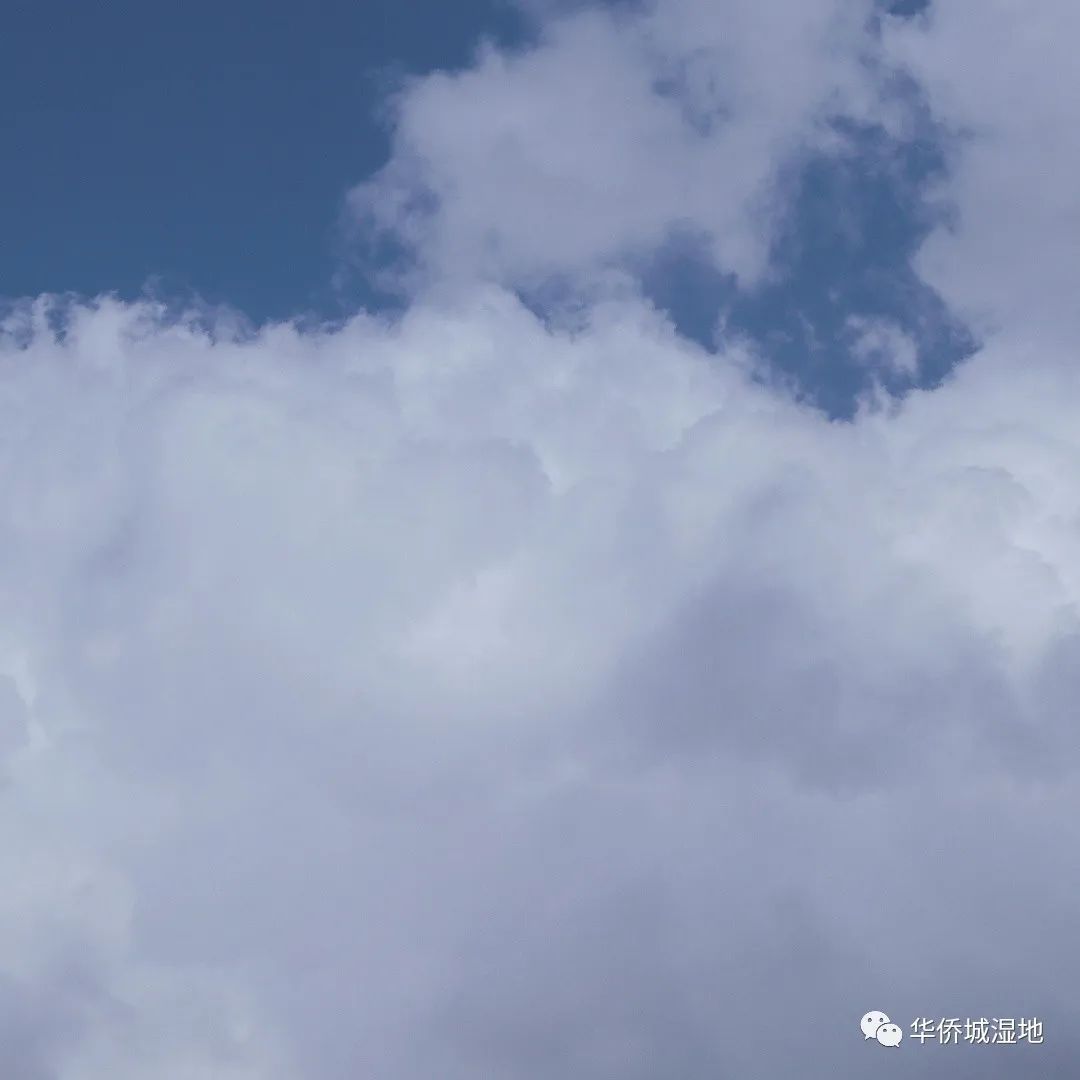 身边的自然 | 关心每一棵树、每一朵云