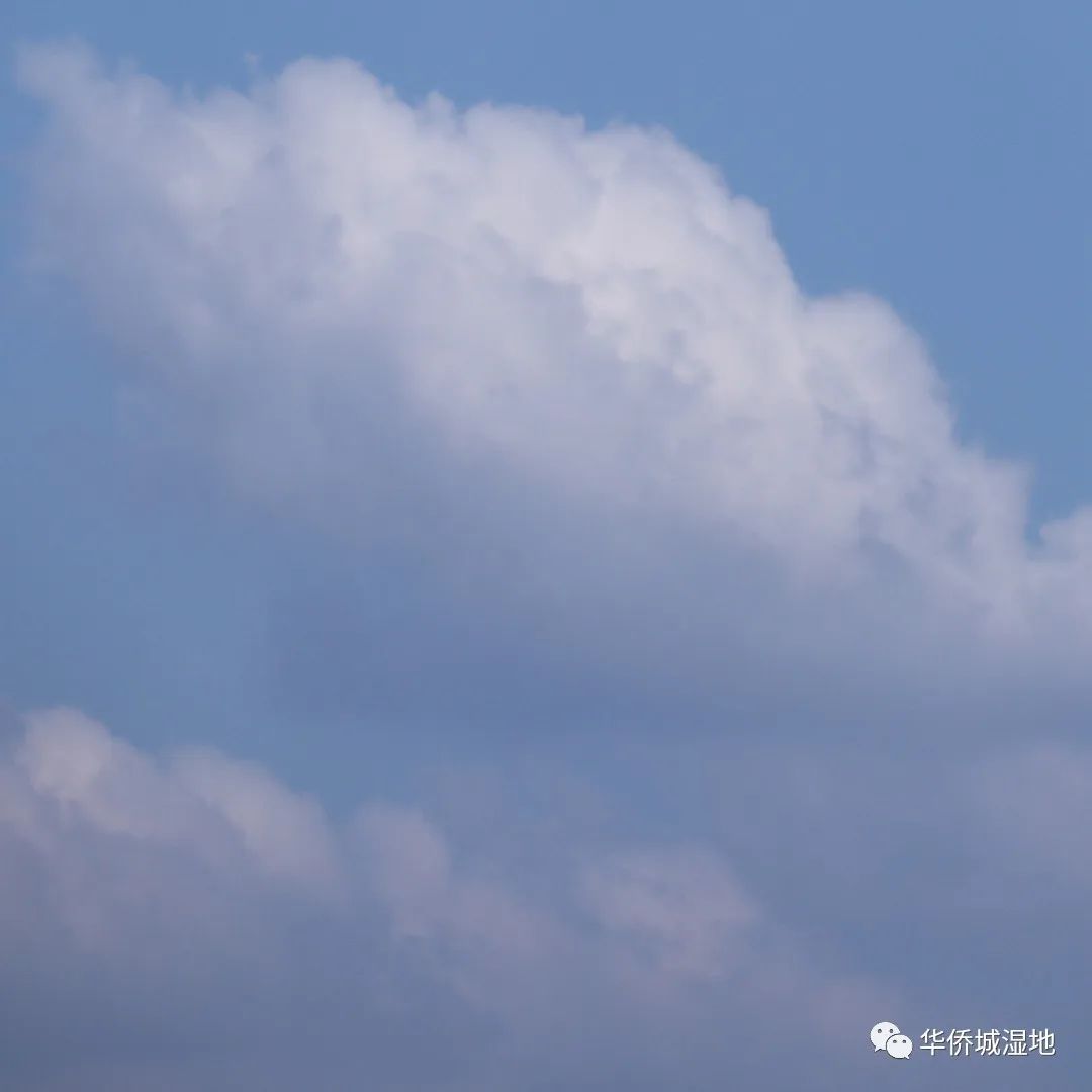 身边的自然 | 关心每一棵树、每一朵云